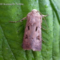 Heart and dart (Agrotis exclamationis) Kenneth Noble